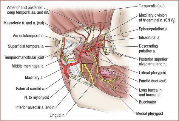 thumbs/Superficial Infratemporal Fossa.jpeg.jpg